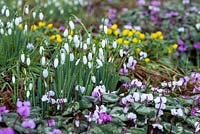 Tapis d'hiver de Galanthus nivalis - Perce-neige, Cyclamen coum et Eranthis hyemalis - Aconites d'hiver fleurissant à l'ombre pommelée des bois feuillus.