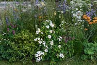 Un parterre de fleurs riches en nectar pour encourager les insectes pollinisateurs - Rosa 'Kew Gardens', Achilleas, Bellflowers, Foxgloves et Ammi.