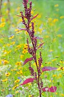 Atriplex hortensis var. rubra - Épinards des montagnes rouges dans un pré de fleurs sauvages