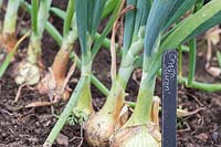 Allium cepa - Étiquette 'Sturon' de l'oignon devant la rangée d'oignons.