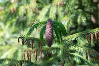 Picea brachytyla - Cônes d'épinette Sargent