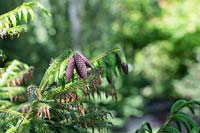 Picea brachytyla - Cônes d'épinette Sargent