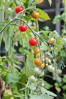 Solanum lycopersicum - Tomate Cerise Bébé mûrissant sur la vigne.