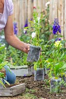Femme plaçant des pots biodégradables avec des plants de fleurs sauvages dans un parterre de fleurs avant la plantation.