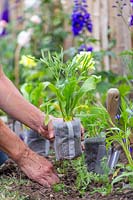 Femme plaçant des pots biodégradables avec des plants de fleurs sauvages prêts pour la plantation
