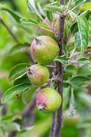 Pommes en développement - Malus domestica 'Braeburn'