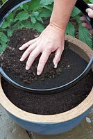 Semis de salade de feuilles épicées orientales en pot - Recouvrir les graines de 3 mm de compost à l'aide d'un tamis.
