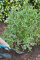 Personne transplantant un arbuste Drimys lanceolata - Mountain Pepper.