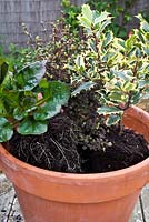 Pot en terre cuite planté de petits arbustes et vivaces à feuilles persistantes, dont Ajuga reptans 'Caitlin's Giant', Ilex aquifolium 'Madame Briot' et Lophomyrtus x ralphii 'Pixie'