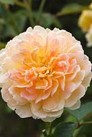 Rosa Molineux 'Ausmol' - Rose 'Molineux '