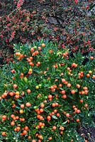 Solanum pseudocapsicum - Cerise d'hiver devant le Cotoneaster horizontalis formé - Spray mural