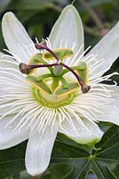 Passiflora caerulea 'Constance Elliott' - Fleur de la passion 'Constance Elliott'