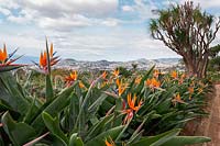 Strelitzia reginae - Fleur d'oiseau de paradis à Funchal, Madère