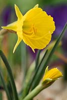 Narcisse 'Oxford Gold' - jonquille jupon cerceau