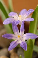 Chionodoxa forbesii 'Beauté violette' - Gloire de la neige
