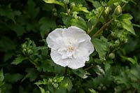 Hibiscus syriacus 'Mousseline Blanche' - Rose de Sharon 'Mousseline Blanche'