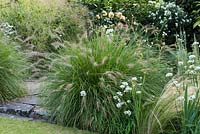 Pennisetum orientale - Oriental Fountain Grass - une graminée vivace ornementale touffue avec des panicules brunes hérissées.