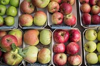 Malus Domestica - Automne affichage pomme à Daylesford Organic farm shop festival d'automne. Les variétés incluent 'Red Pippin', 'Arthur Turner' et 'Newton Wonder'