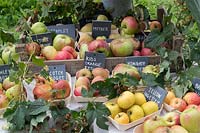 Malus Domestica - Automne affichage pomme à Daylesford Organic farm shop festival d'automne. Les variétés incluent: 'Scotch Bridget', 'Howgate Wonder', 'Mother' et 'Bramley'