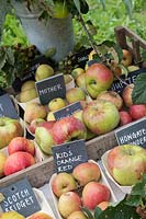 Malus Domestica - Automne affichage pomme à Daylesford Organic farm shop festival d'automne. Les variétés affichées incluent 'Scotch Bridget', 'Kids Orange Red', 'Howgate Wonder' et 'Mother'