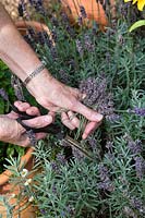 Lavandula - Jardinier coupant les fleurs de lavande usées dans un jardin d'herbes aromatiques