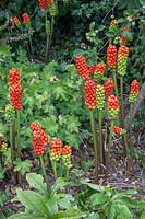 Arum maculatum - Lords and Ladies aux fruits mûrs