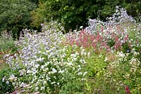 Parterre de fleurs herbacées sur le thème pastel planté de Persicaria amplexicaulis, Astrantia, Malva… moschata 'Alba' et Campanula lactiflora 'Loddon Anna' à Hurdley Hall, Powys, Pays de Galles, Royaume-Uni.