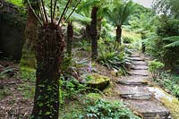 Un groupe de Dicksonia antartica - fougères arborescentes, à côté des marches menant au jardin en pente raide.