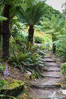 Un groupe de Dicksonia antartica - fougères arborescentes, à côté des marches menant au jardin en pente raide.