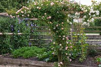 Rosa 'Phyllis Bide', une rose décousue, est entraînée le long d'une poutre à côté d'une petite bordure de légumes surélevée plantée de petits pois, courgettes, carottes et fèves.