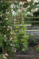 Wigwam de canne de bambou planté de haricots en fleurissant Rosa 'Phyllis Bide' - une rose décousue.