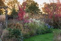 Parterre de fleurs d'Acer rubrum 'October Glory', de Calamagrostis x acutiflora 'Karl Foerster', de Stipa calamagrostis, d'Acer x freemanii 'Autumn Blaze' et d'asters.