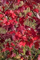 Acer rubrum 'October Glory', érable rouge, un arbre à feuilles caduques de taille moyenne avec un feuillage pourpre en automne.