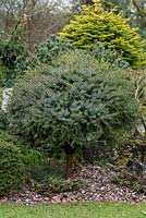 Picea omorika 'Minimax' - Une épinette naine serbe