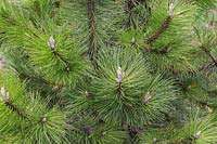 Pinus nigra 'Strypemonde' - Branches européennes de pin noir avec des cônes émergents au printemps