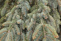 Picea pungens 'Glauca Slenderina Pendula' - Colorado Branches d'épinette bleue pleureuse