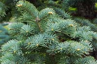 Abies lasiocarpa 'Argentea' - Branches de sapin subalpin