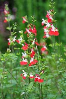Salvia microphylla var. 'Lèvres chaudes'