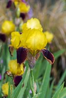 Iris 'Rajah', un grand iris barbu avec des drapeaux jaunes assis au sommet de velours, des chutes bordeaux foncées et des barbes dorées