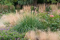 Pennisetum macrourum, l'herbe à plumes africaines, une herbe ornementale à feuilles caduques qui porte des têtes de semences vert clair doux hérissées qui brunissent en automne.