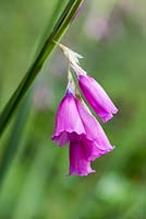 Dierama pulcherrimum, canne à pêche d'ange, vivace à longues tiges raides de fleurs roses d'août.