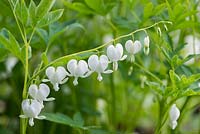 Dicentra spectabilis 'Alba' - alias Lamprocapnos - White Bleeding Heart, une plante herbacée vivace portant des tiges arquées de fleurs blanches en forme de coeur à partir d'avril.