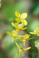 Epimedium x perralchicum 'Frohnleiten' - Barrenwort, une vivace à minuscules fleurs dorées d'avril.