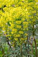 Euphorbia characias - Asclépiades ou euphorbe, un arbuste à feuilles persistantes dressé avec des pousses bisannuelles et des tiges de fleurs vertes lumineuses du début du printemps.