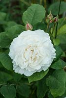 Rosa 'Winchester Cathedral', un arbuste anglais blanc parfumé a augmenté de David Austin, répéter la floraison.