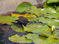 Blackbirds Turdus merula mâle se baignant dans l'étang de nénuphar en utilisant des nénuphars comme support