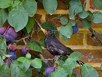 Blackbirds Turdus merula mâle attaquant des prunes mûres dans un jardin clos