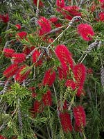 Melaleuca citrina cramoisi arbuste à brosse commun dans son habitat naturel de l'Australie Norfolk Juillet