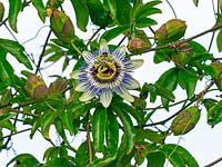 Passiflora caerulea Portrait de studio de fleur de la passion bleue