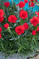 Dianthus caryophyllus 'Rouge vif' - Oeillet 'Rouge vif'